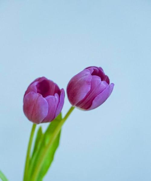 解读郁金香的花语，欣赏它的多彩美丽