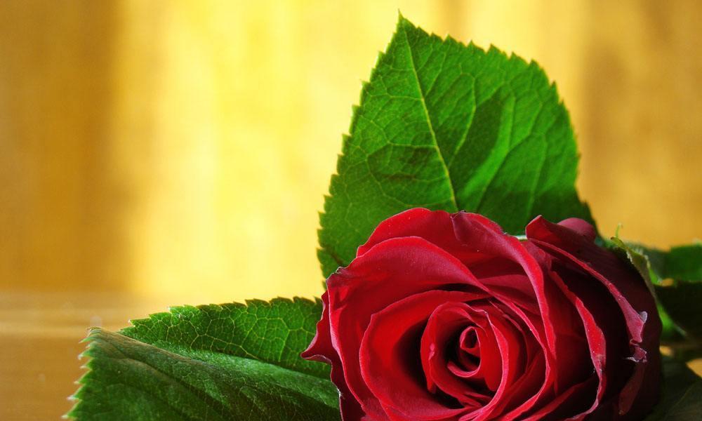 探寻玫瑰花语言的奥秘