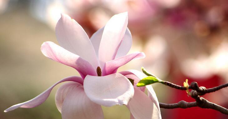 解读玉兰花的8个花语，领悟生命之美