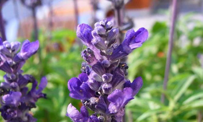 解读这朵优雅的紫色花