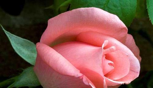 探究玫瑰花的花语，品味爱情和感恩之情