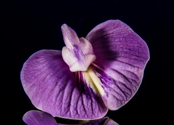 探秘紫罗兰的意义和象征意义，了解紫罗兰花语的涵义和运用