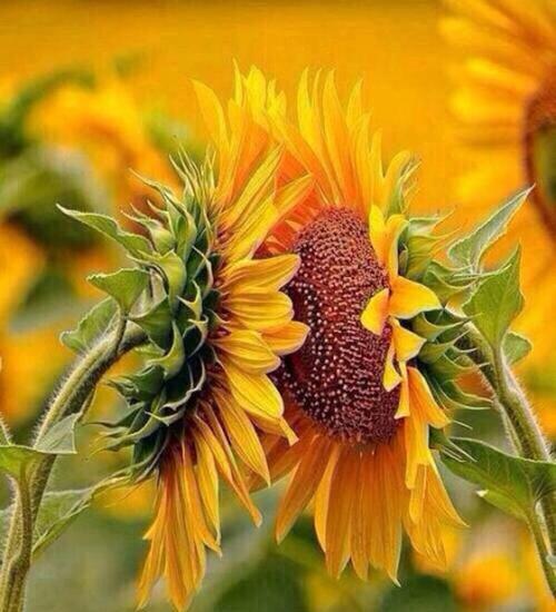 用一朵向日葵传递的积极力量
